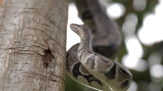 Snake creeps up the tree