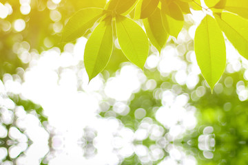 Fototapeta na wymiar Leaves with bokeh as the background.