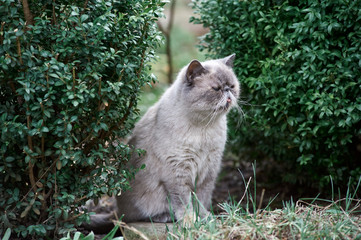 Naklejka na ściany i meble white cat exot sitting in green bushes
