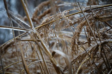Fototapeta premium reeds in the snow