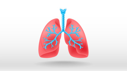 Lungs vector illustration background