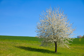 Fototapeta na wymiar a single blooming apple tree on a meadow