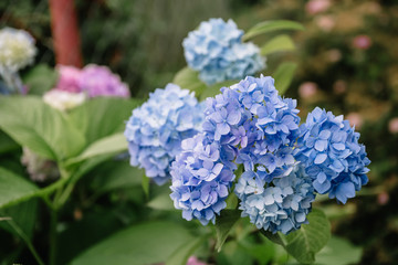 Blue hydrangea macrophylla flower in a garden. A lush bush adorns the garden with its beautiful flowers bud.