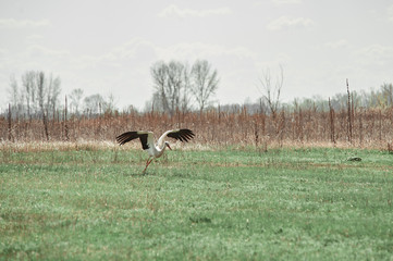 Obraz na płótnie Canvas dult stork flies over an empty field, village