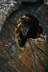 Beautiful wood texture. The natural texture. Organic texture. Natural background
