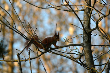 Eichhörnchen