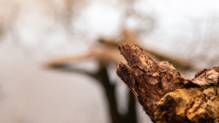 Konar drzewa przy jeziorze © robertpstryka