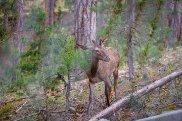 A young deer that wanders among the pine trees in the forest, resting and sustaining its life