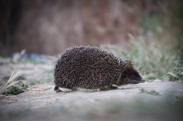 hedgehog in the grass