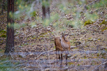 Obraz na płótnie Canvas A young deer that wanders among the pine trees in the forest, resting and sustaining its life