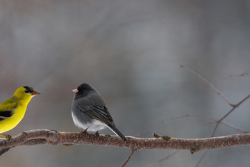 Nice bird on a branch