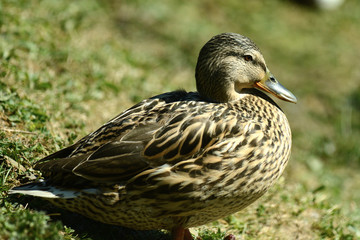 Ente