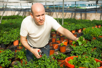 Gardener working with mint plants