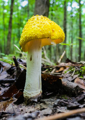 Beautiful Mushrooms in the Woods