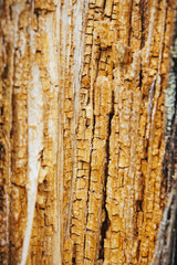 Obraz premium Beautiful wood texture. The natural texture. Organic texture. Natural background 