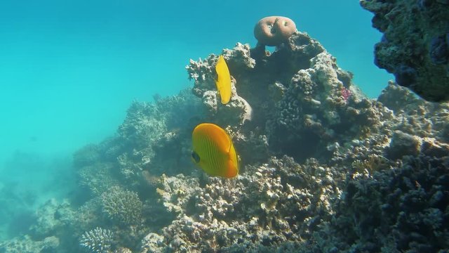 Two bluecheek butterflyfish (Chaetodon semilarvatus) swim near corals underwater in the Red Sea, Egypt