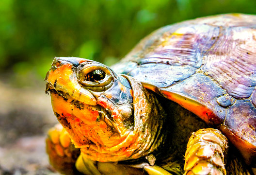 Three- toed Box Turtle Portrait