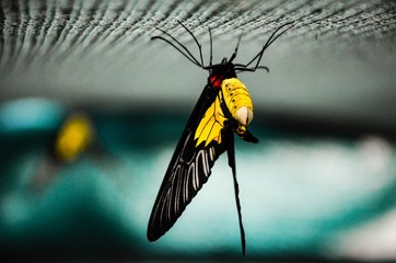 wasp on a branch