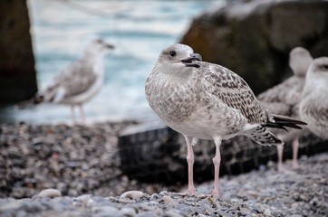 seagull on the beach