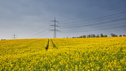 rapeseed field and powerline