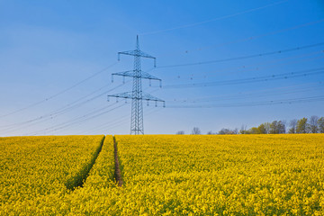 rape field with blue sky and transmission tower