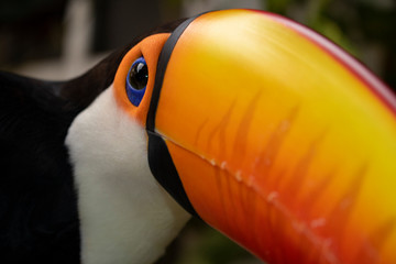 Tucan TRD © JoseAntonio
