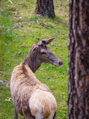 A young deer that wanders among the pine trees in the forest, resting and sustaining its life