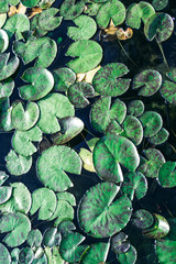green leaves texture with lily pads on the surface top for background, round leaves on the swamp, or marsh, lily on the lake