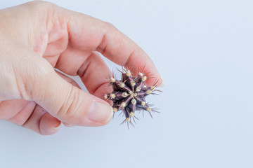 Gymnocalycium mihanovichii cactus  on hand isolate on white background.Ruby Ball,Red Cap,Red Hibotan or Hibotan cacti.