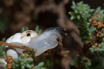 White garden snail Theba pisana in Tindaya. La Oliva. Fuerteventura. Canary Islands. Spain.