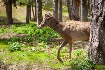 A young deer that wanders among the pine trees in the forest, resting and sustaining its life