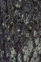 Macrophotography. Moss and lichen.