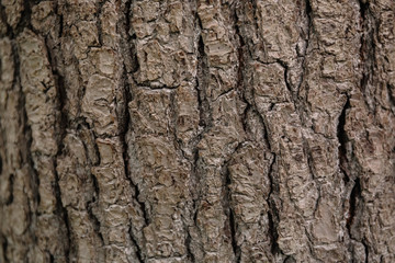 A brown apple tree bark is a close-up shot. Natural relief and texture as a background for text. Symbol of woodworking or lumbering production, or forestry, or horticulture.