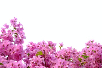A sweet pink Bougainvillea  flower blossom with green leaves on white isolated background