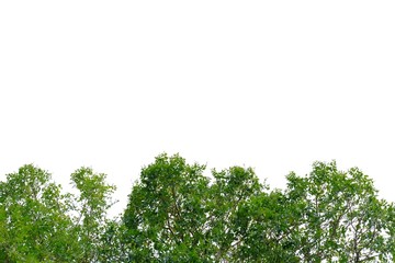 Tropical tree with leaves branches on white isolated background for green foliage backdrop and copy space 