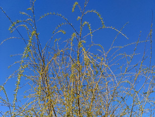 grass and sky
