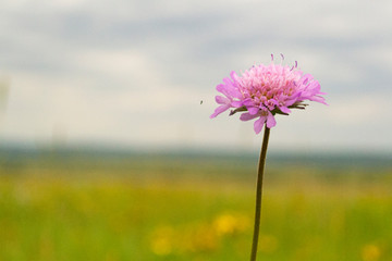 Field with grass, with a pink flower. Summer day. Blurred background.