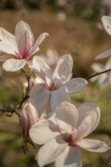 Fototapeta na wymiar The branches of a pink magnolia blossom on springtime in a park