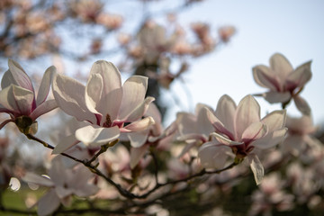 Obraz premium The branches of a pink magnolia blossom on springtime in a park