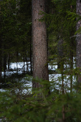 Fototapeta premium Taiga forest on a sunny spring day.