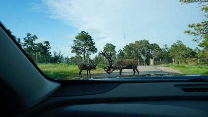 Reindeer