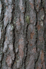 Bark of the pine tree