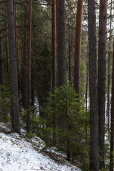 Taiga forest in the spring