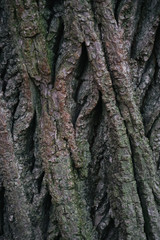 Beautiful wood texture. The natural texture. Organic texture. Natural background
