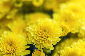 yellow chrysanthemum flower