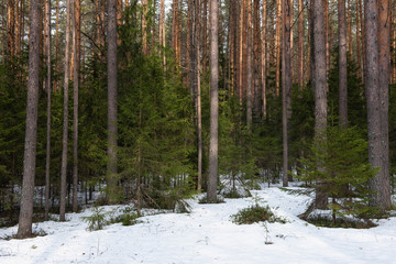 Fototapeta premium Taiga forest on a sunny spring day.