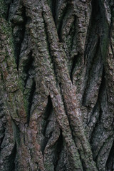 Beautiful wood texture. The natural texture. Organic texture. Natural background
