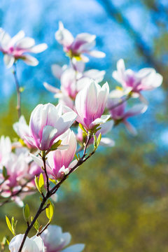 pink magnolia blossom background. beautiful nature scenery with delicate flowers in springtime