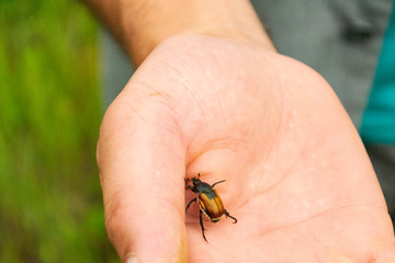 A large brown beautiful beetle creeps on a man's hand. Sunny summer day.