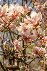 The branches of a pink magnolia blossom on springtime in a park